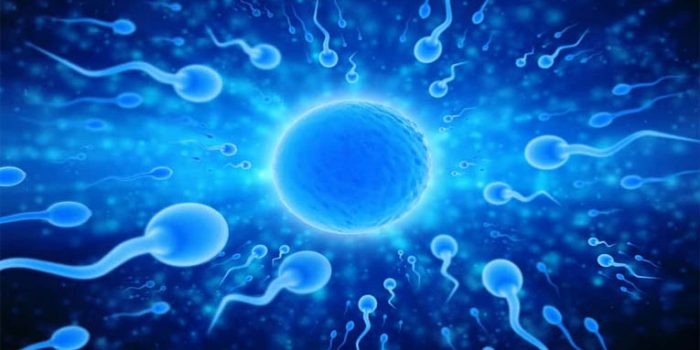 Mau Tau Bagaimana Cara Mempertahankan Kualitas Sperma Anda?