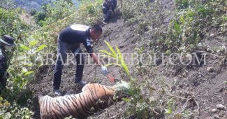 Seekor harimau sumatera dewasa di temukan mati di sekitar Gunung Lhok Siron, Di Desa Buket Meuh, Kecamatan Meukek, Aceh Selatan